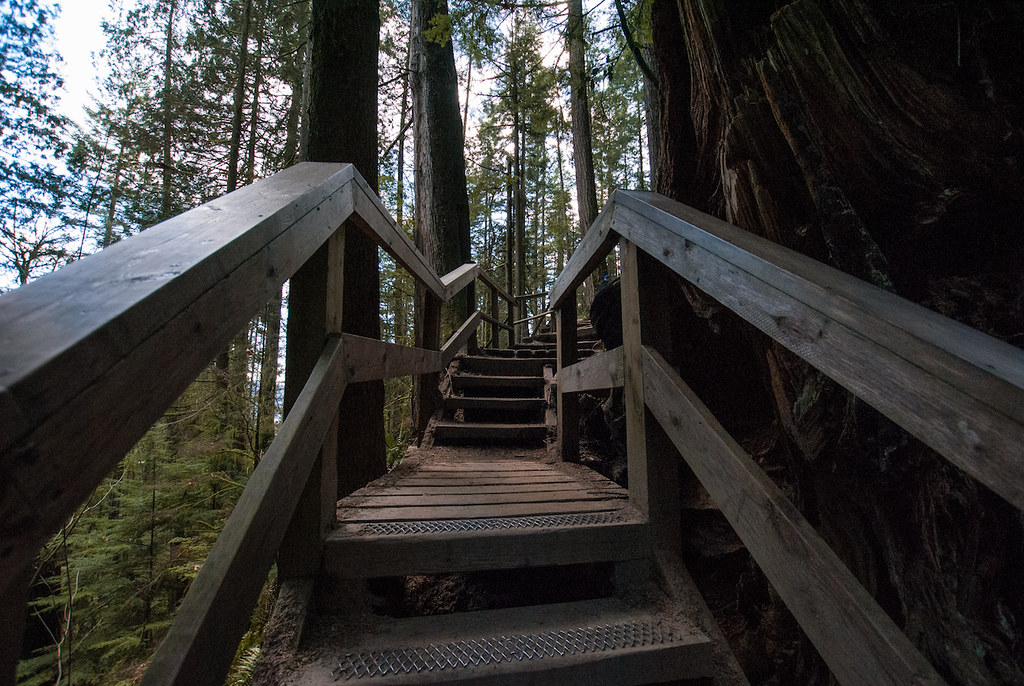Looking up through the tree canopy on the Quarry Rock trail