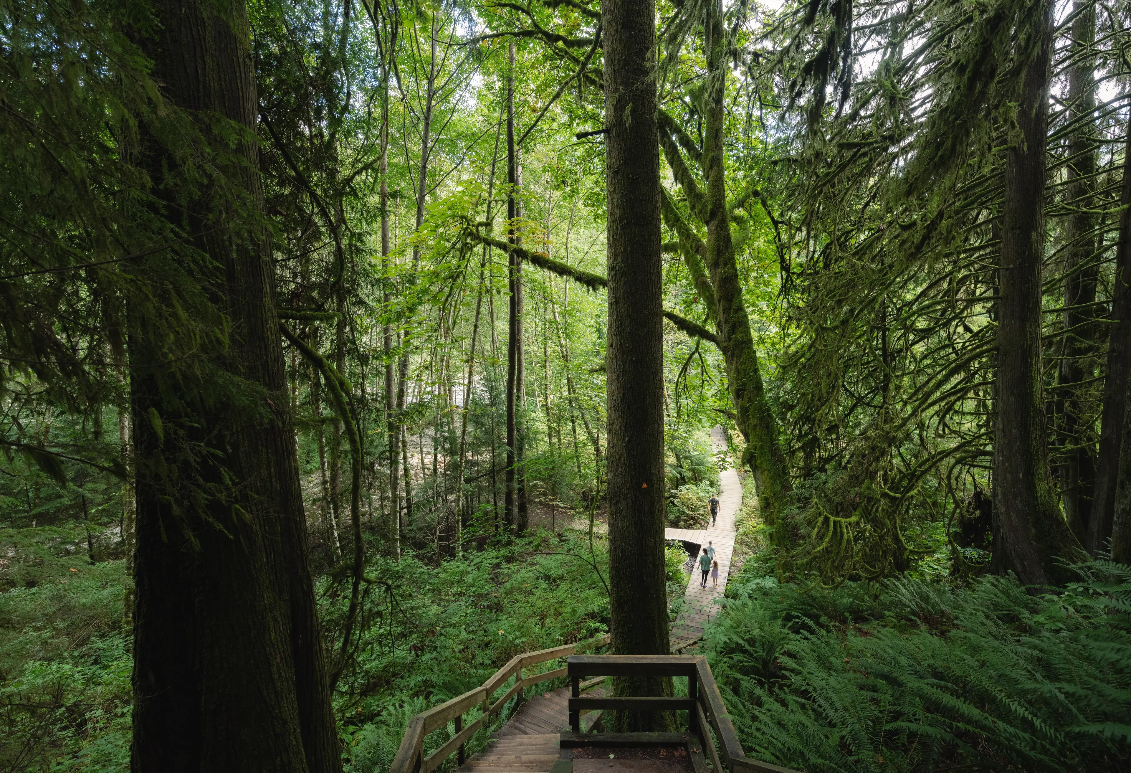 Boardwalk through old-growth forest on the Baden Powell Trail